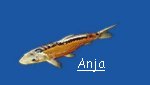 "Anja"