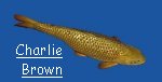 "Charlie Brown"