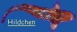 "Hildchen"