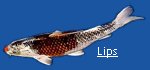 "Lips"