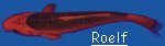"Roelf"