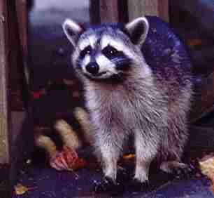 Happy Raccoon, Copyright &copy; 1999 David Wittler