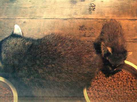 The Littlest Washbear